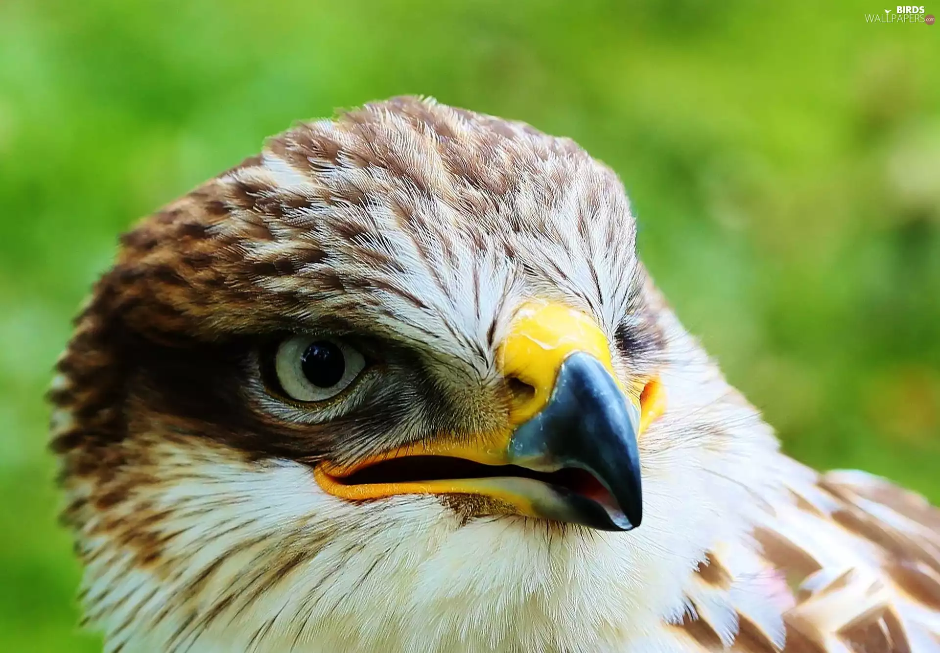 hawk, nose, eye, Head