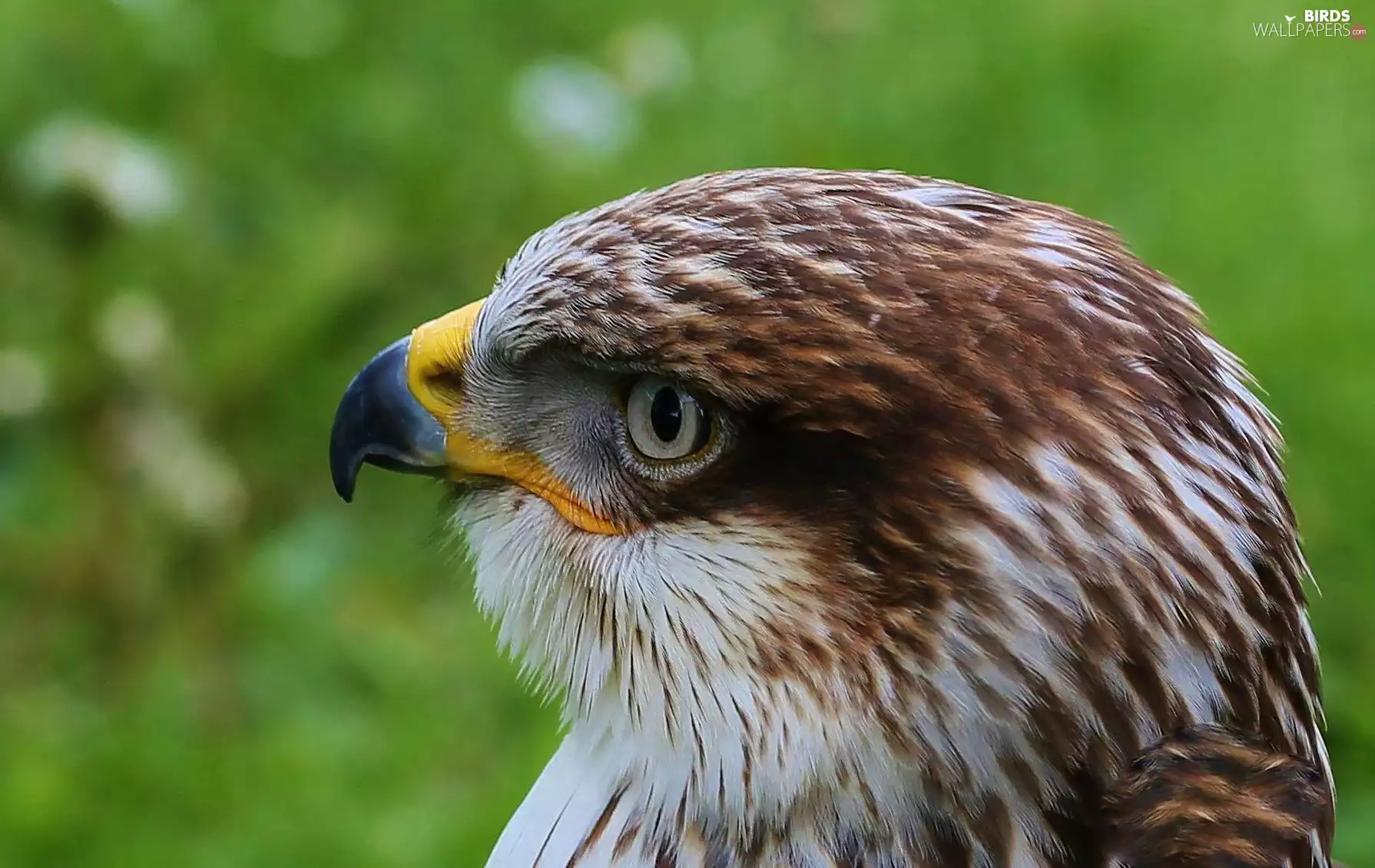 hawk, nose, eye, Head