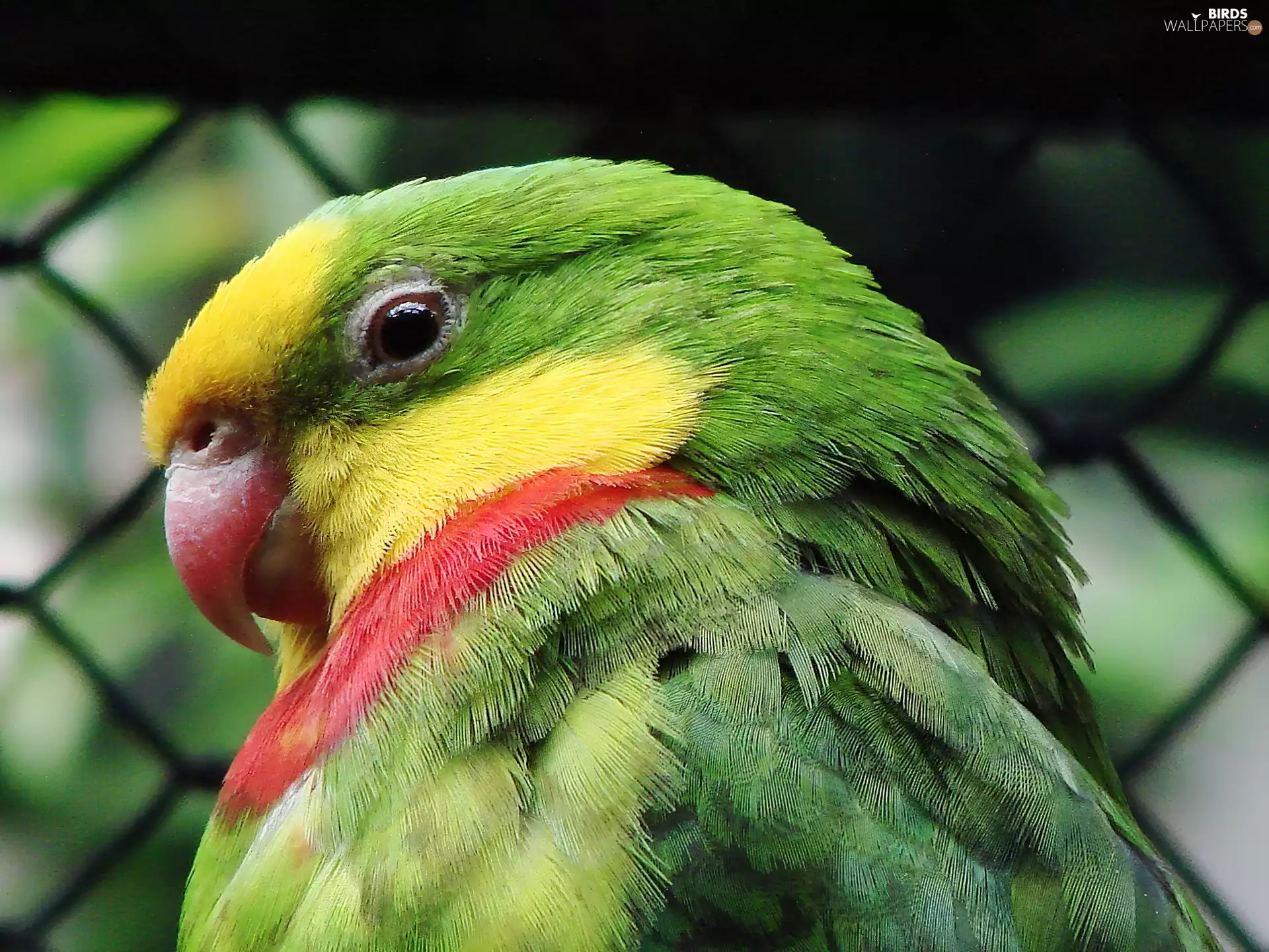 parrot, Head, nose, Princess Circular