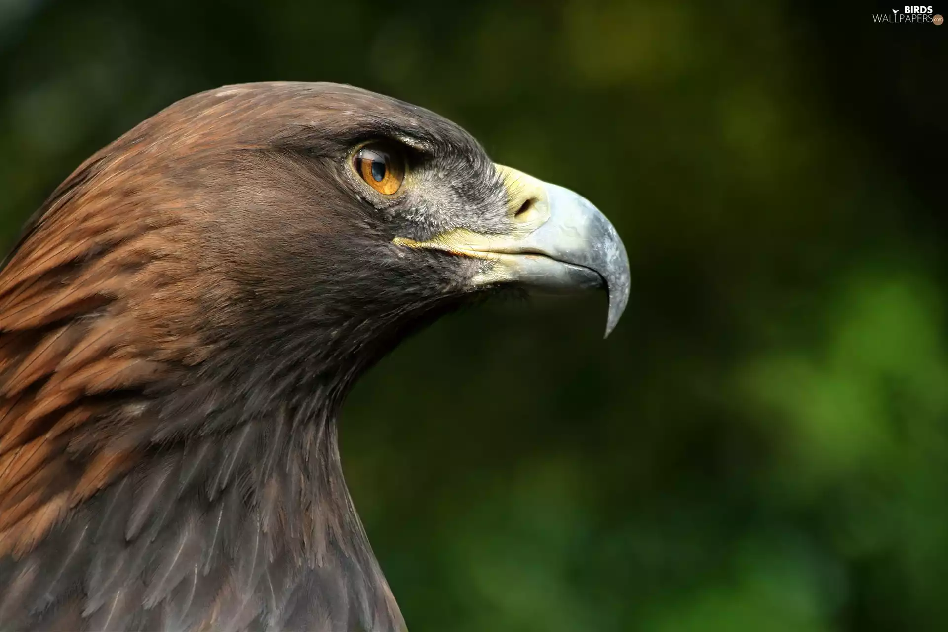 nose, Eagle Front, Head