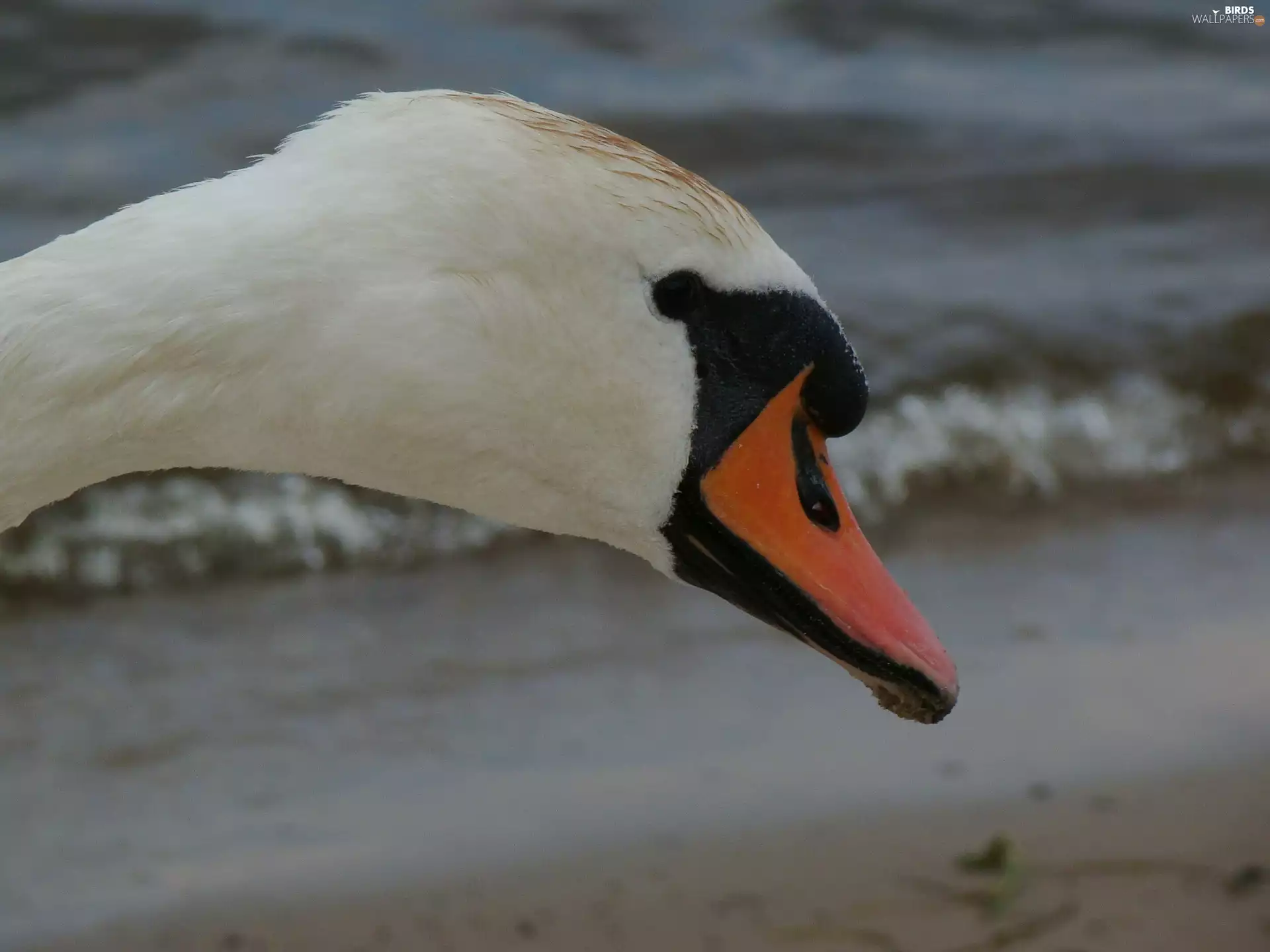 Head, Swans, nose