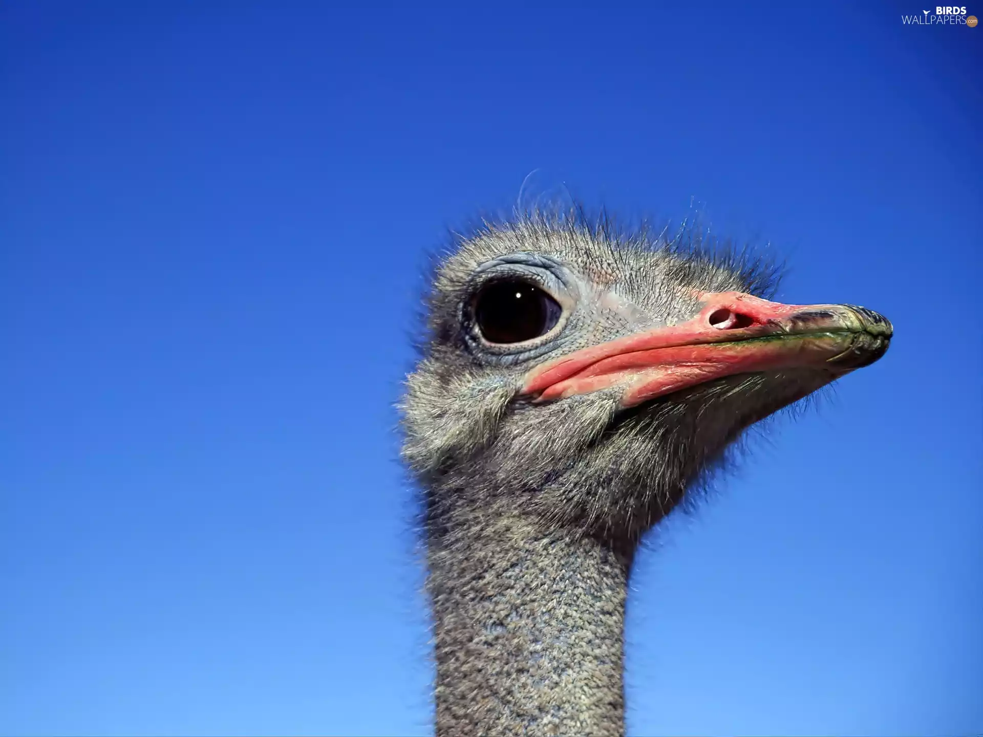 Head, ostrich
