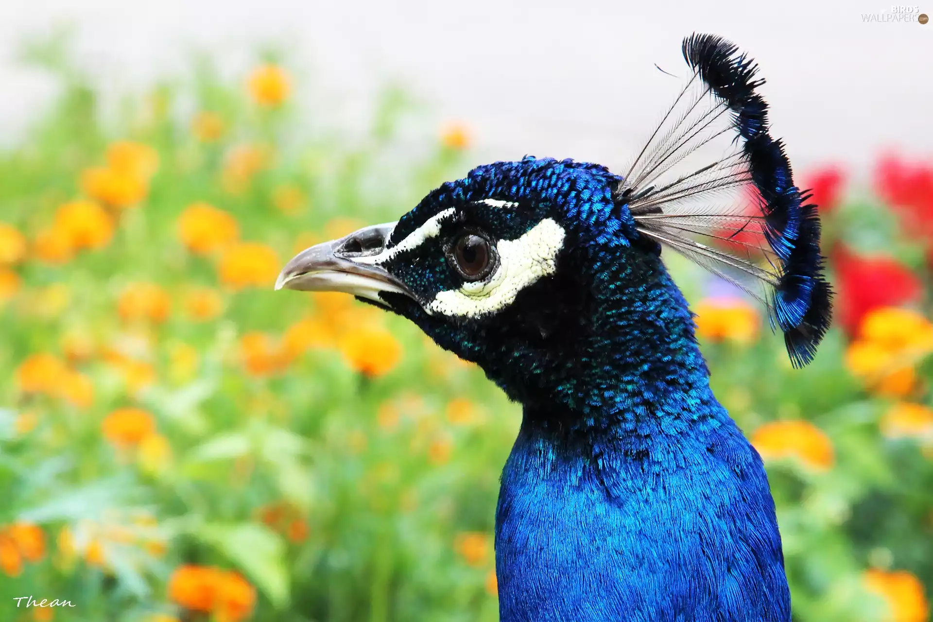 peacock, eye, plume, Head