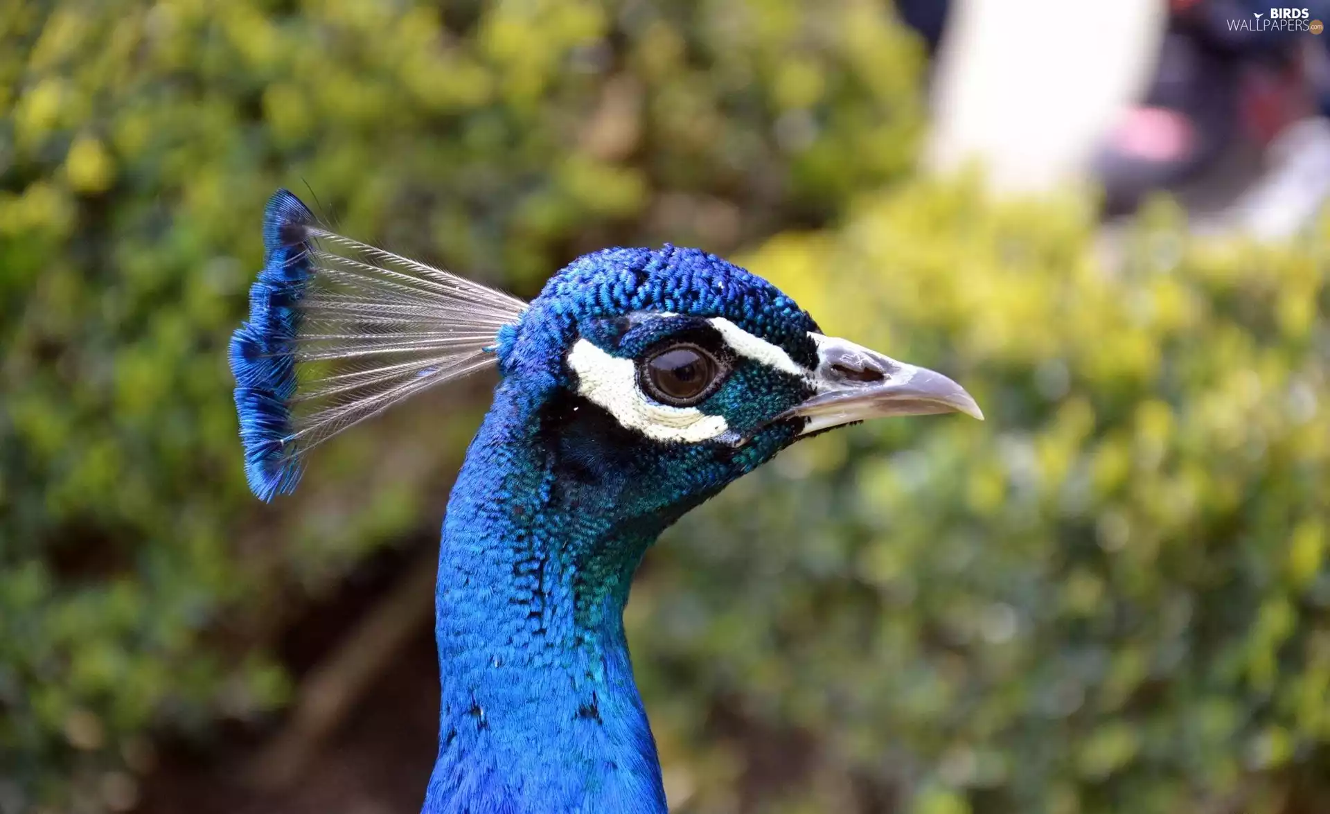 Head, peacock