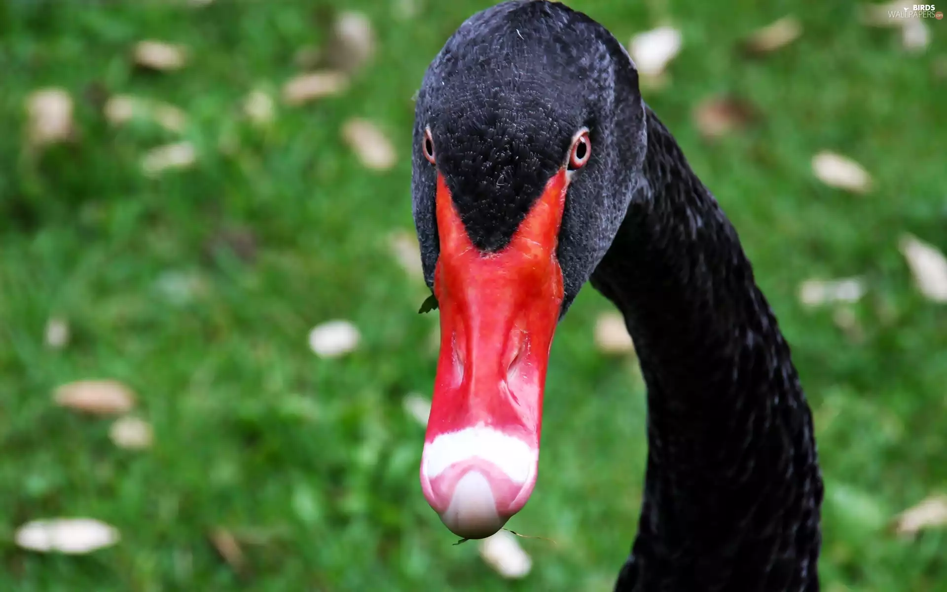 Swans, Red, nose, Head