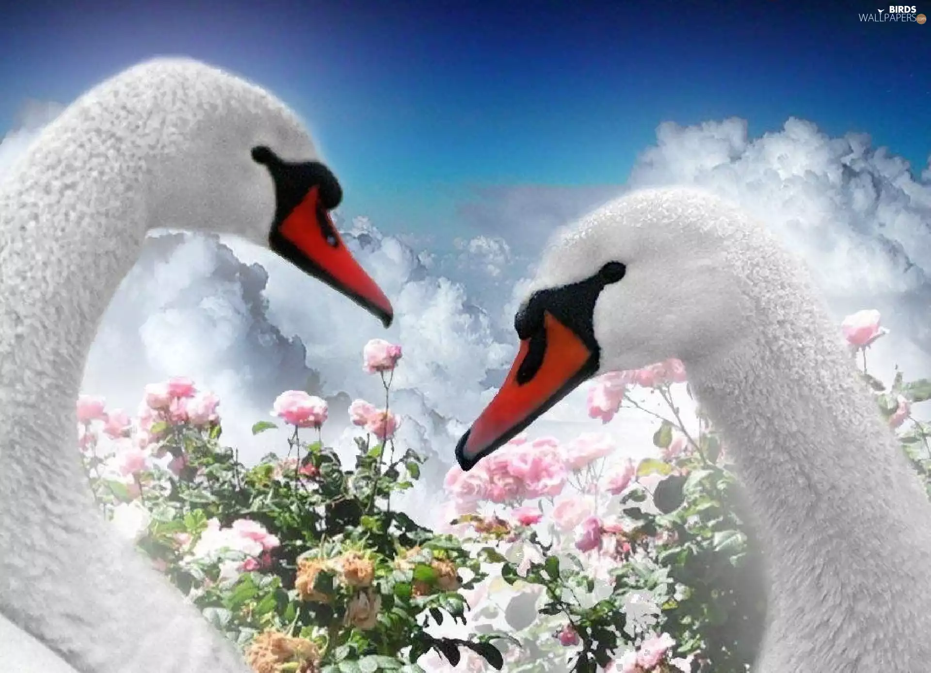 Swan, Flowers, love, heads