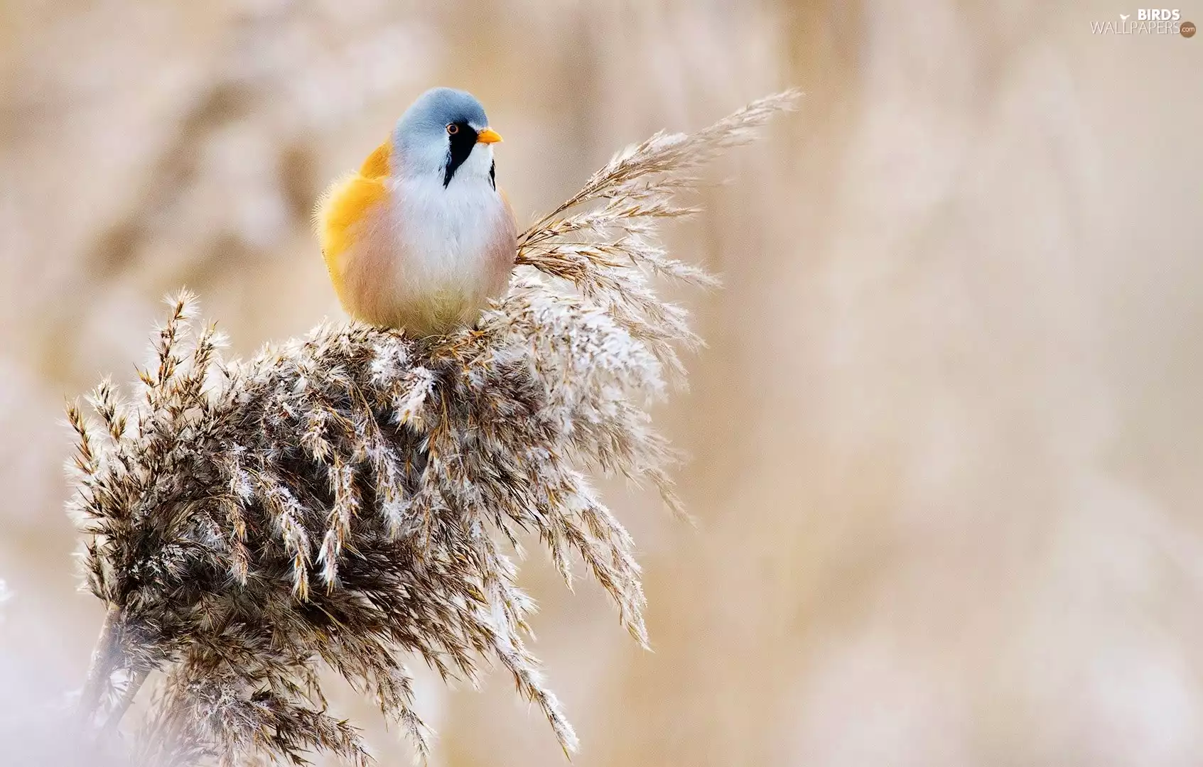 The herb, Coloured, Bearded Tit