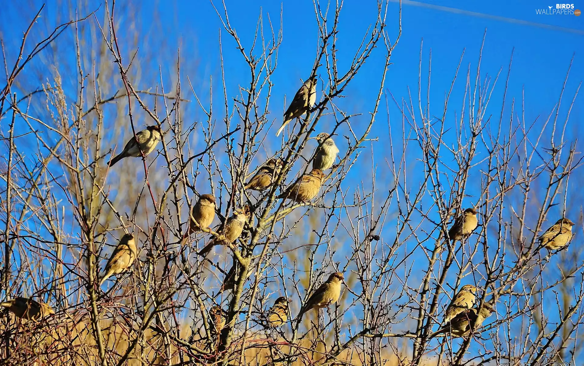 branch pics, Sparrows, herd