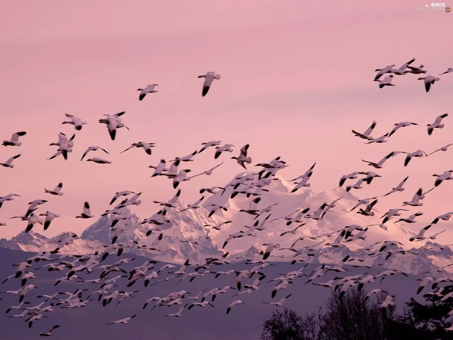 ducks, Mountains, forest, herd
