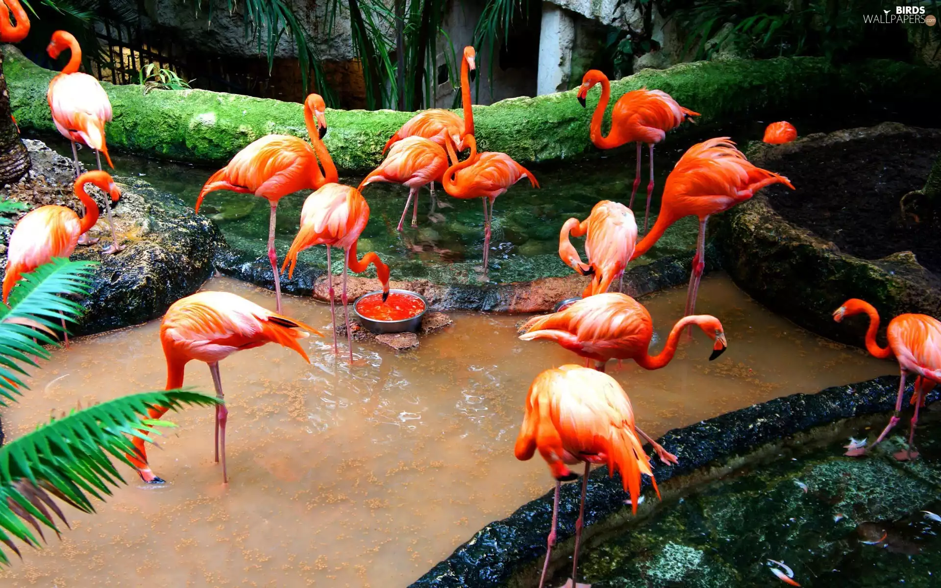 herd, Flamingos