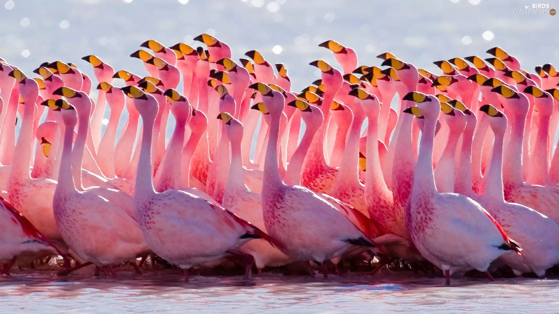 herd, flamingos