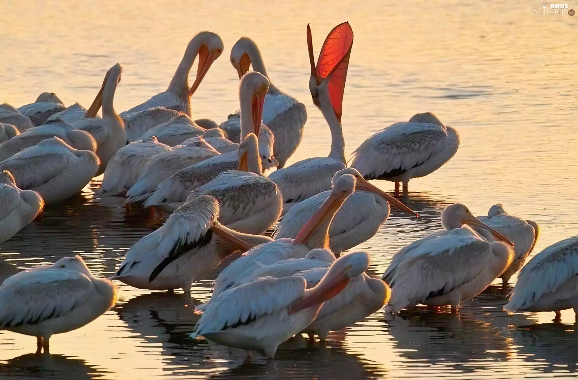 herd, pelicans