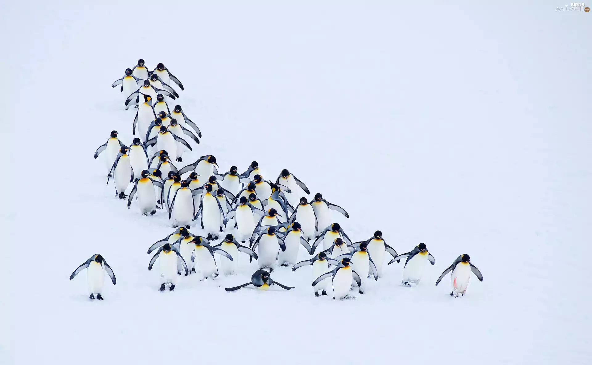 penguin, snow, winter, herd