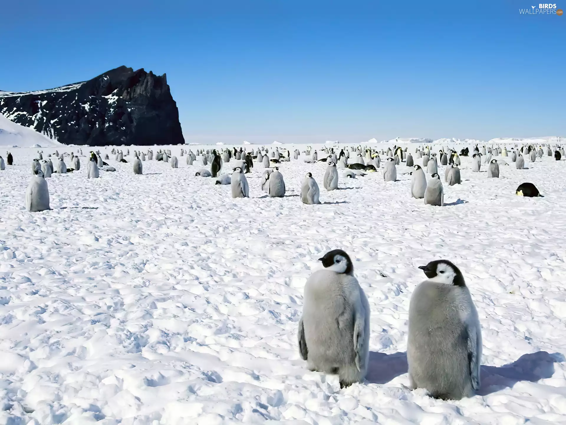 herd, penguins