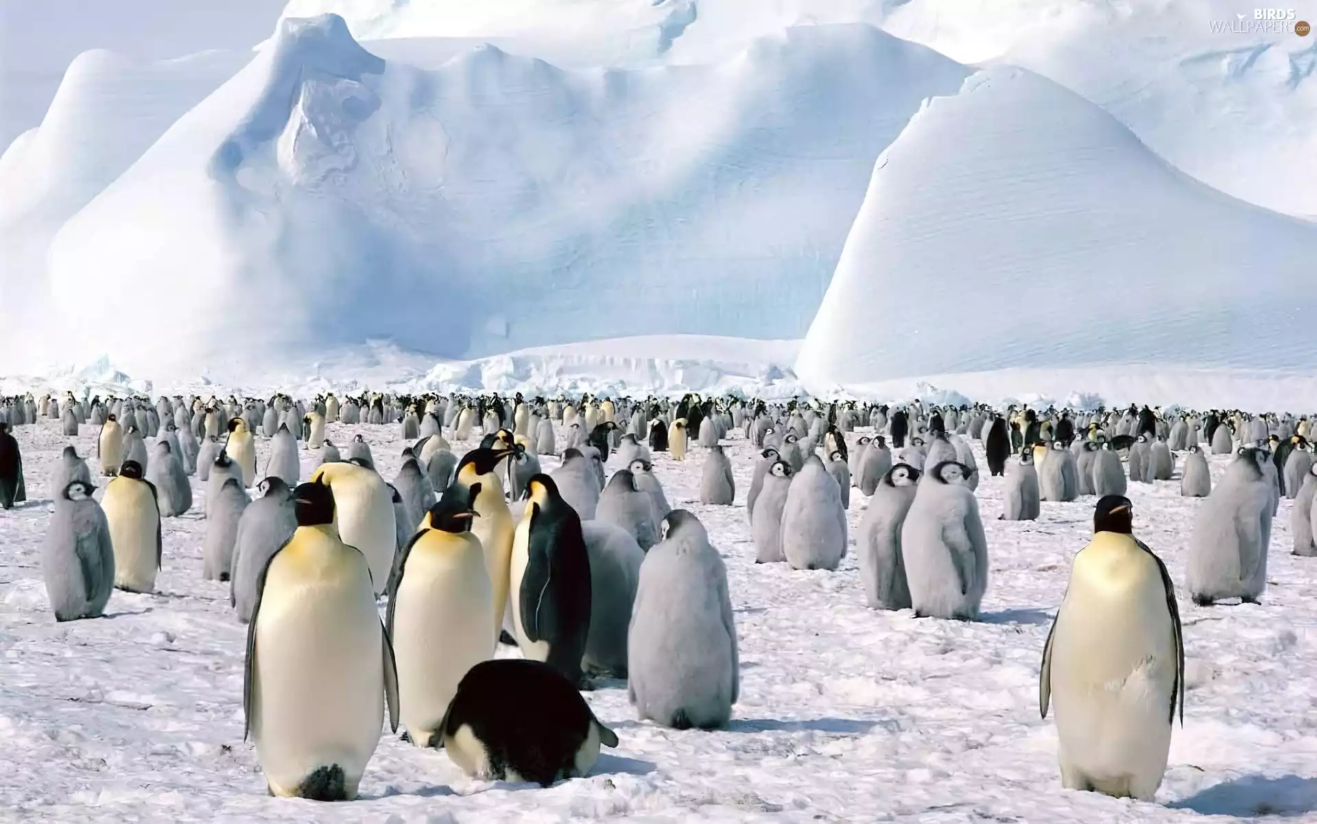 herd, penguins