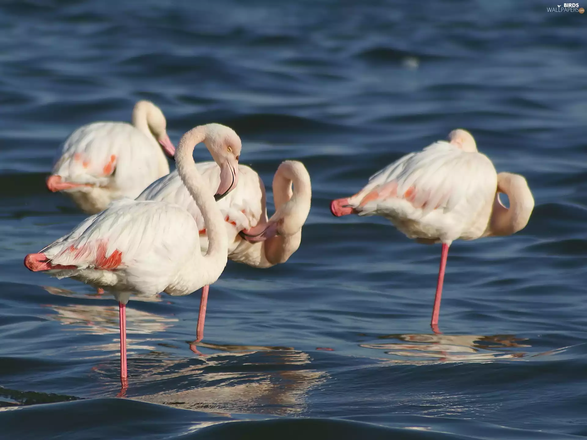 water, Pink Flamingos, herd
