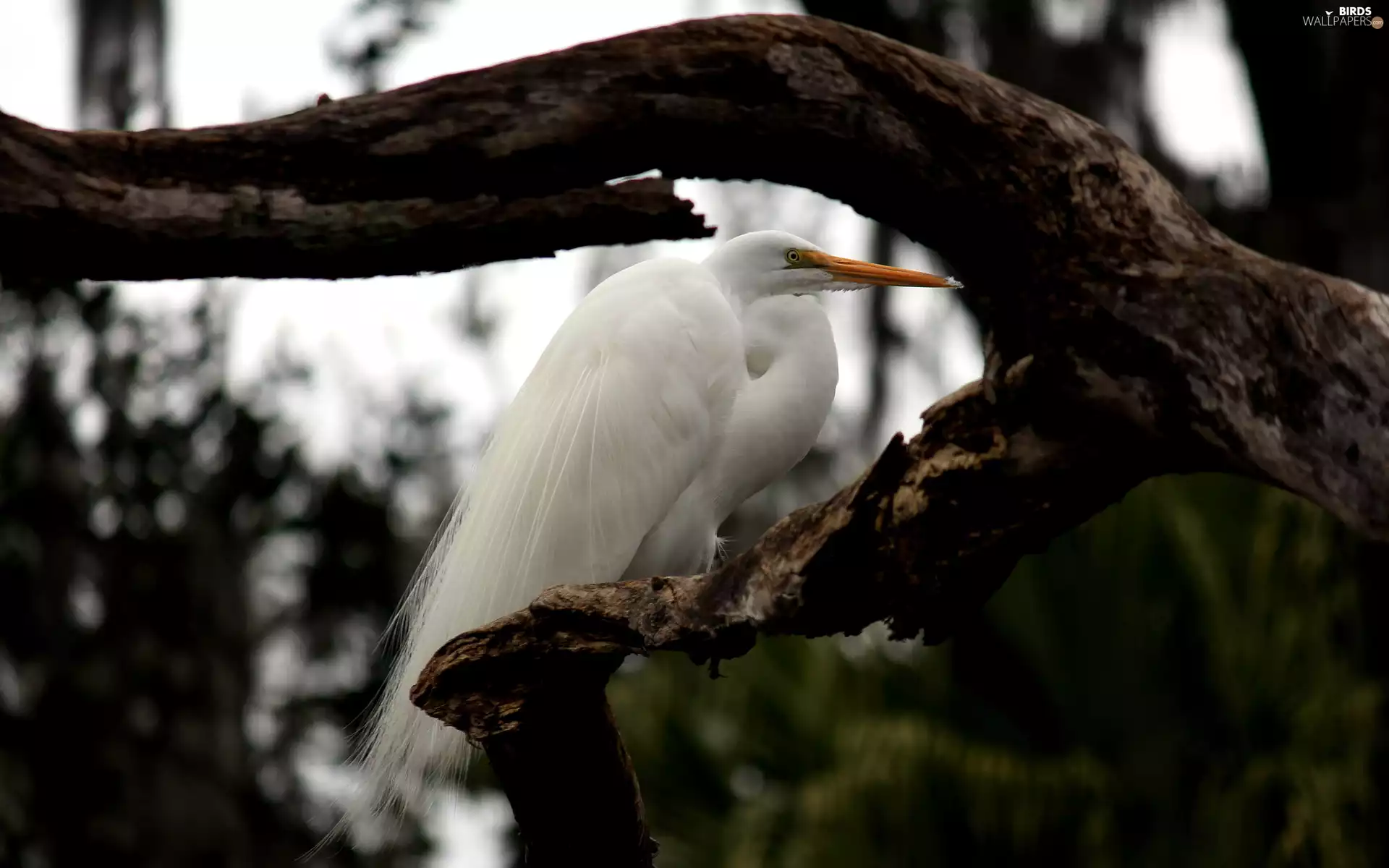 Bird, White, branch, heron