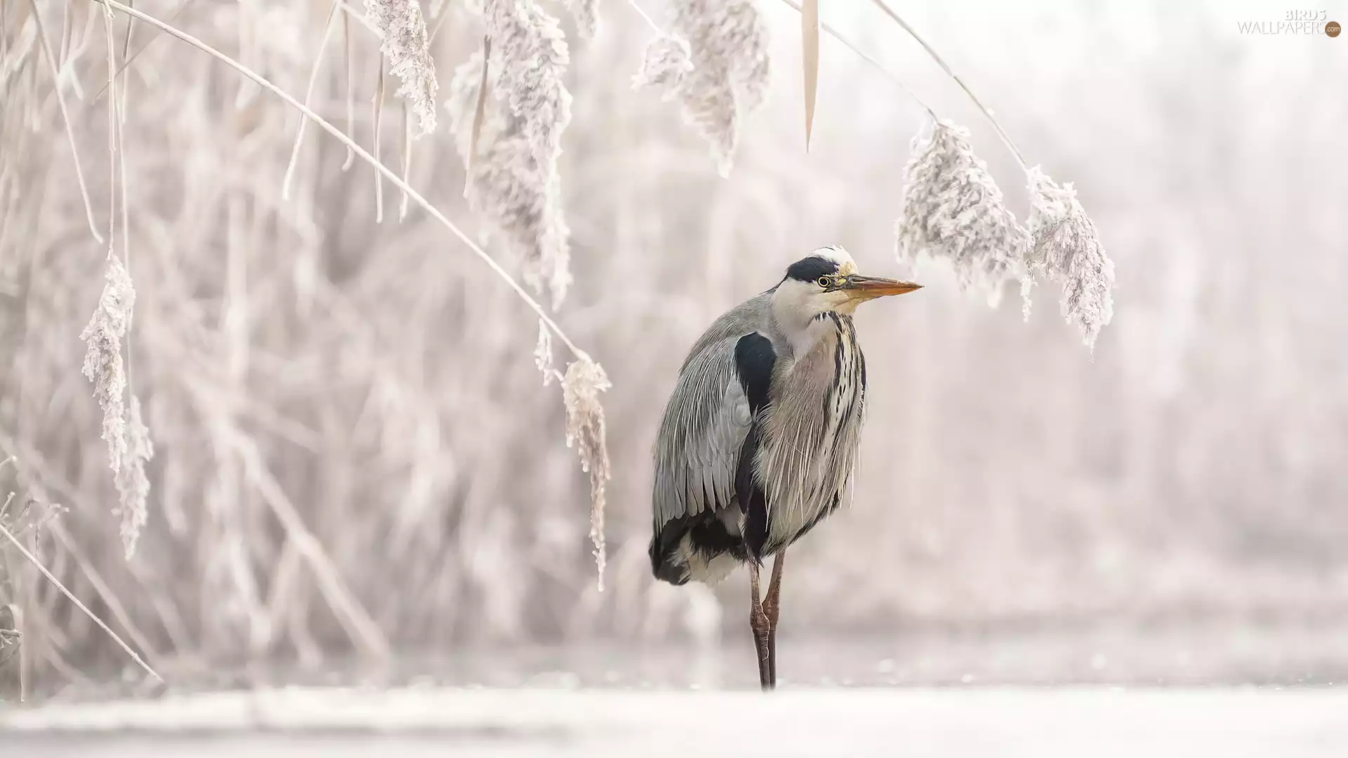 Bird, frosty, grass, heron