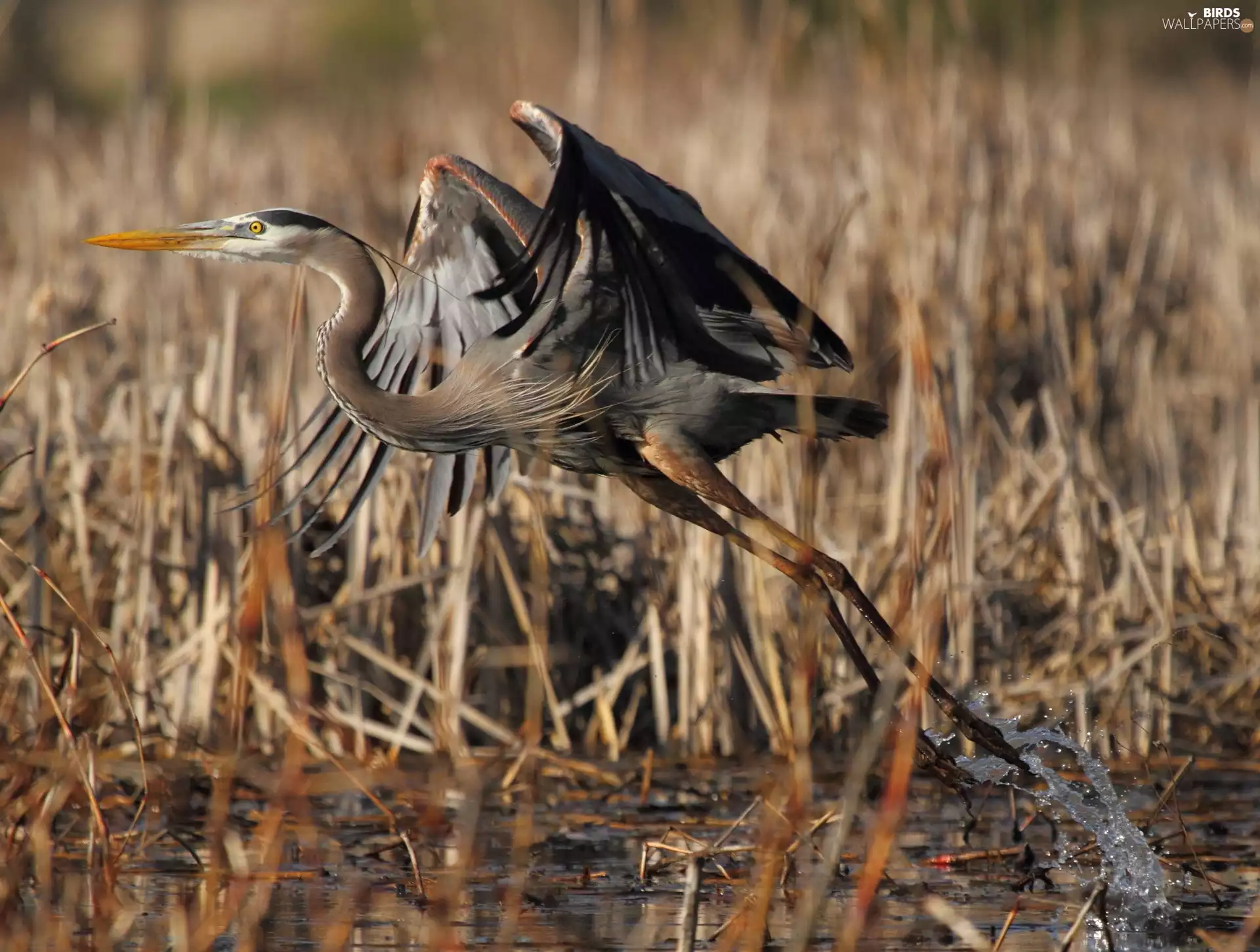 heron, bulrush