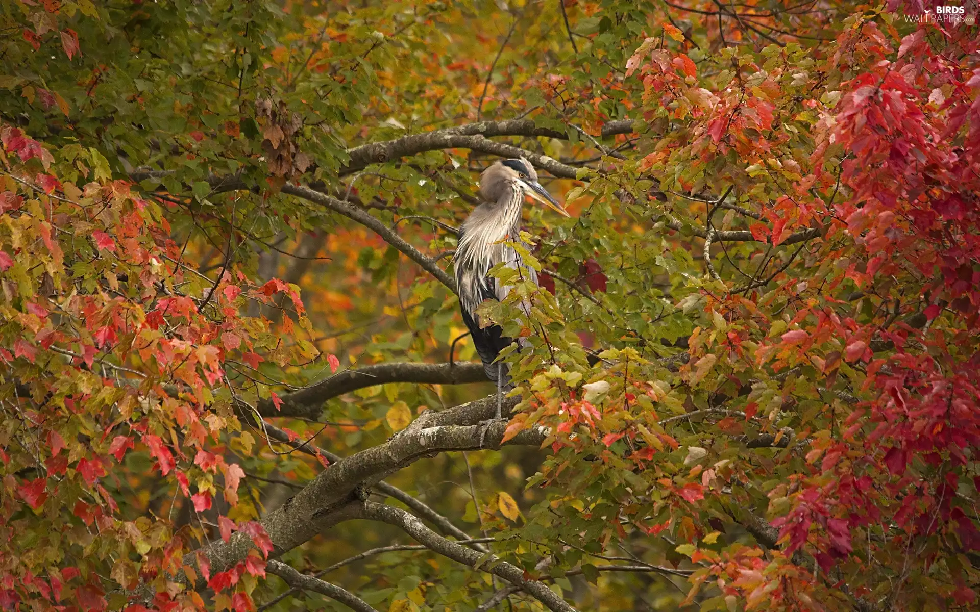 heron, autumn, forest