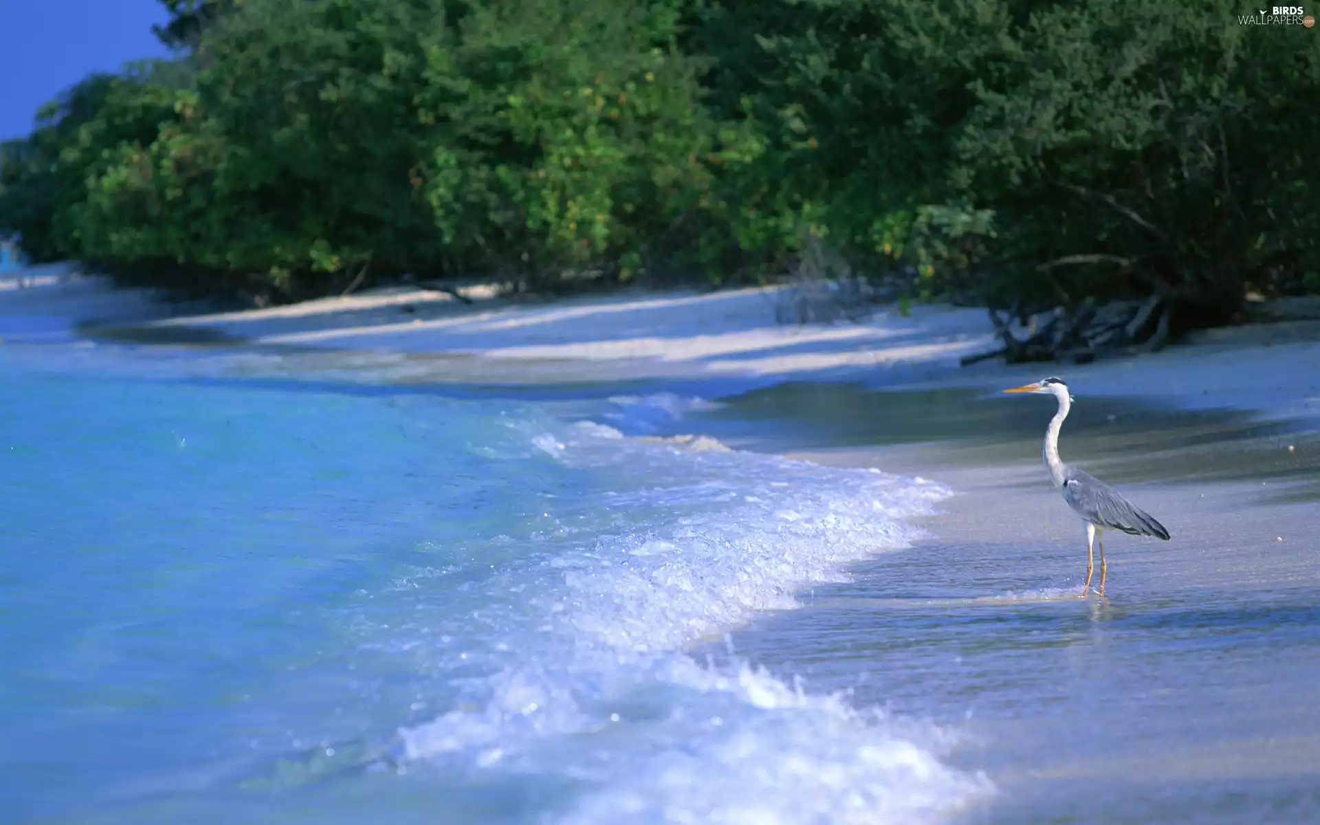 heron, sea, forest