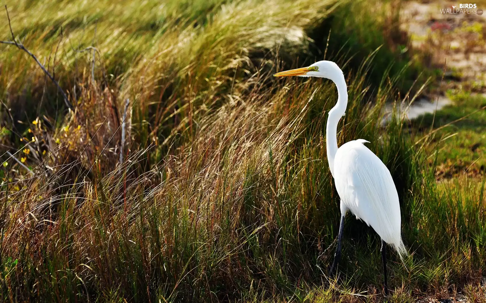 heron, grass