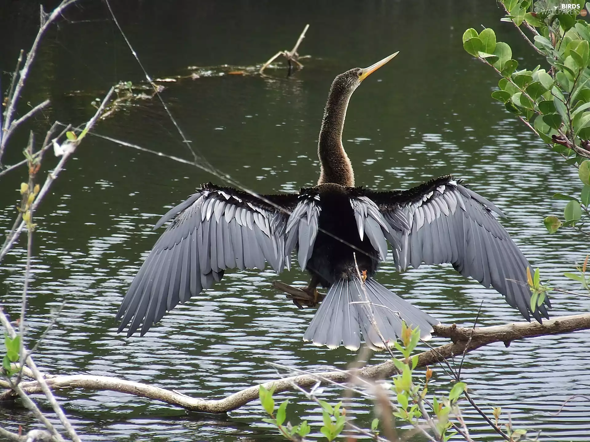 heron, lake