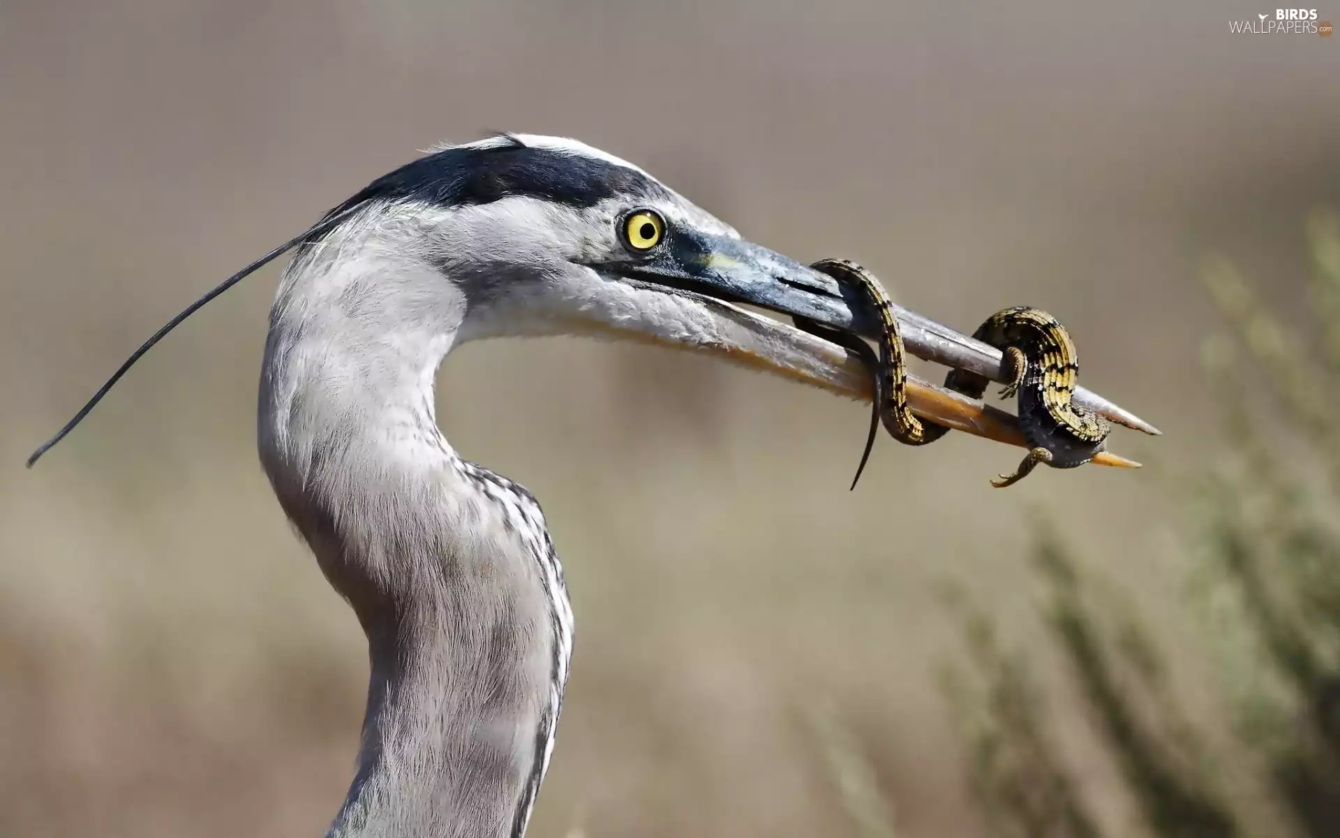 heron, lizard