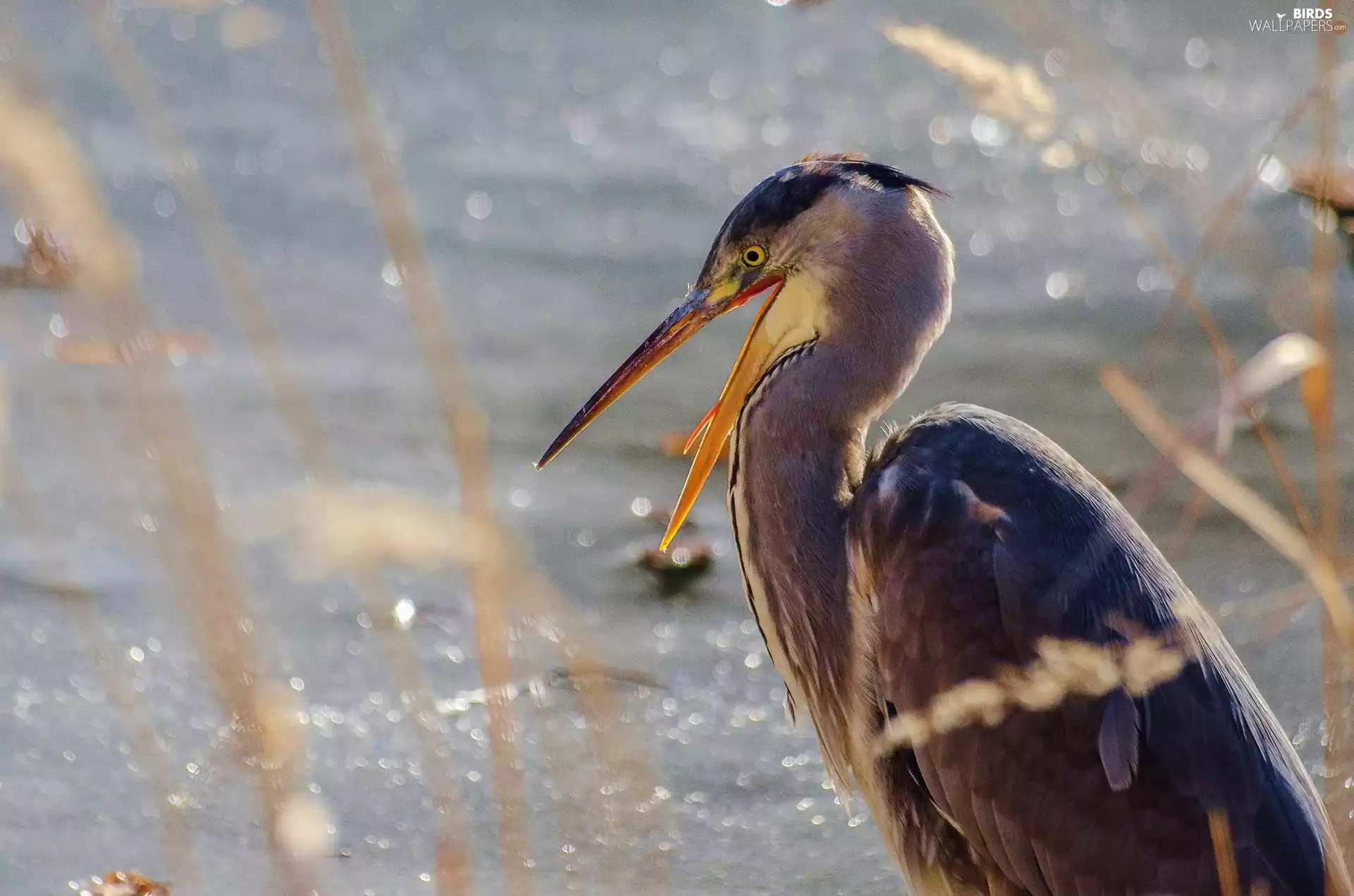 heron, nose