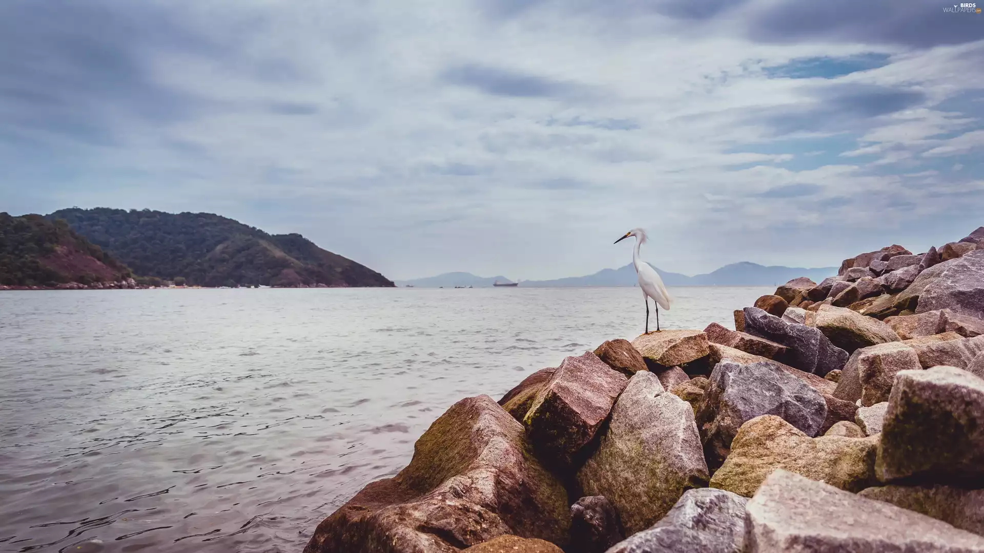 heron, River, Stones