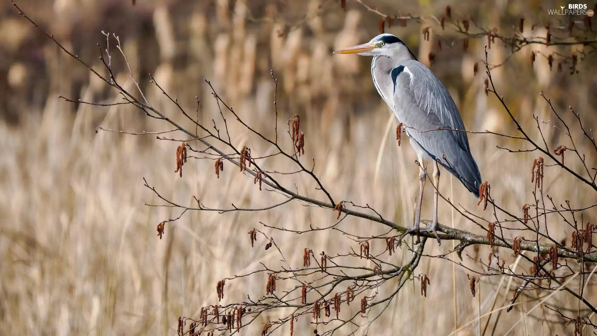 Twigs, Bird, Gery Heron