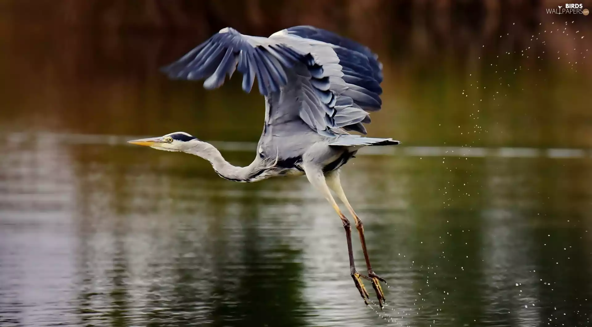 water, the flying, heron