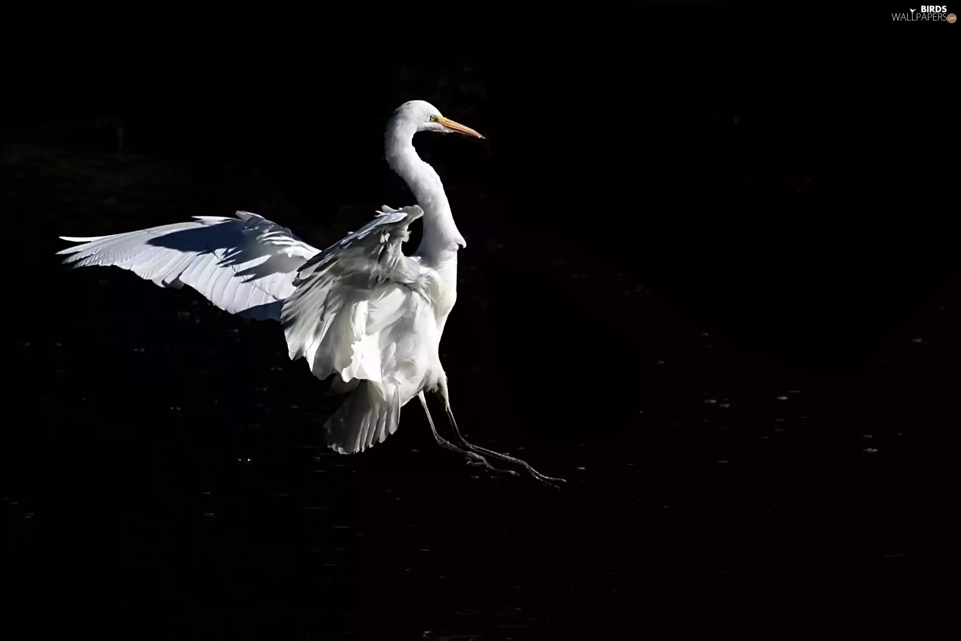 White, Black, background, heron