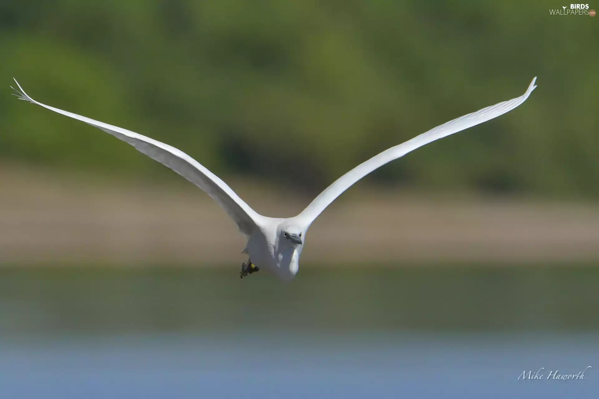 White, wings, flight, heron
