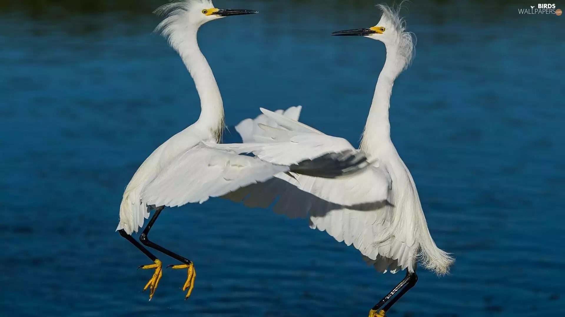 herons
