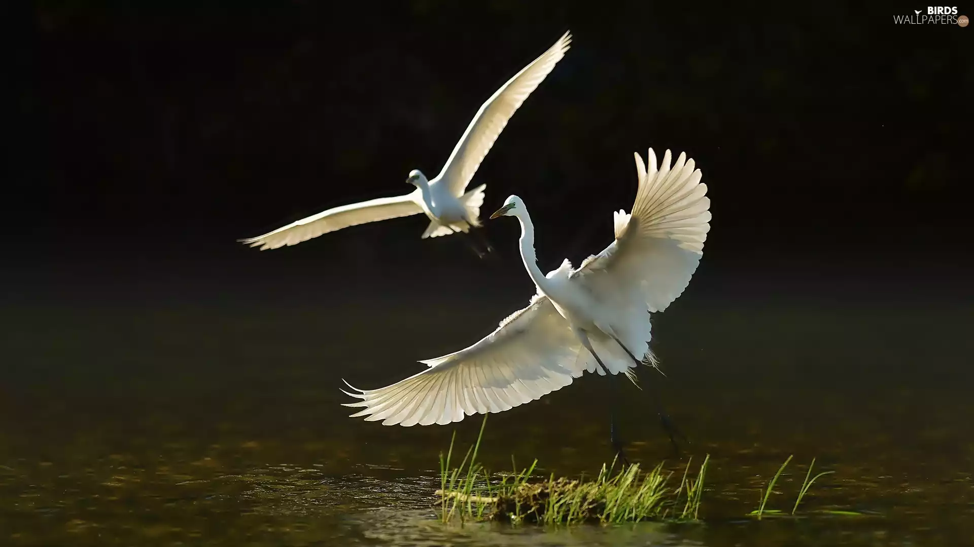 Two, water, flight, herons