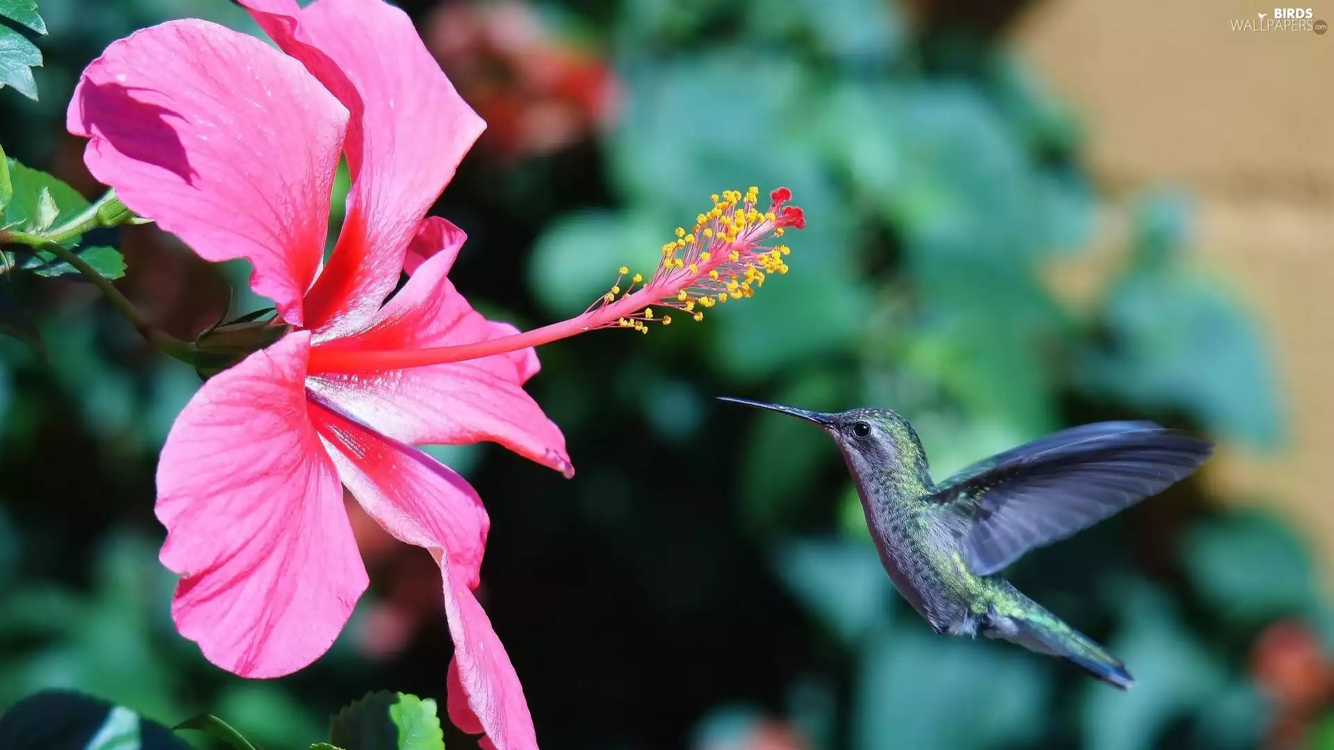 humming-bird, Pink, hibiskus