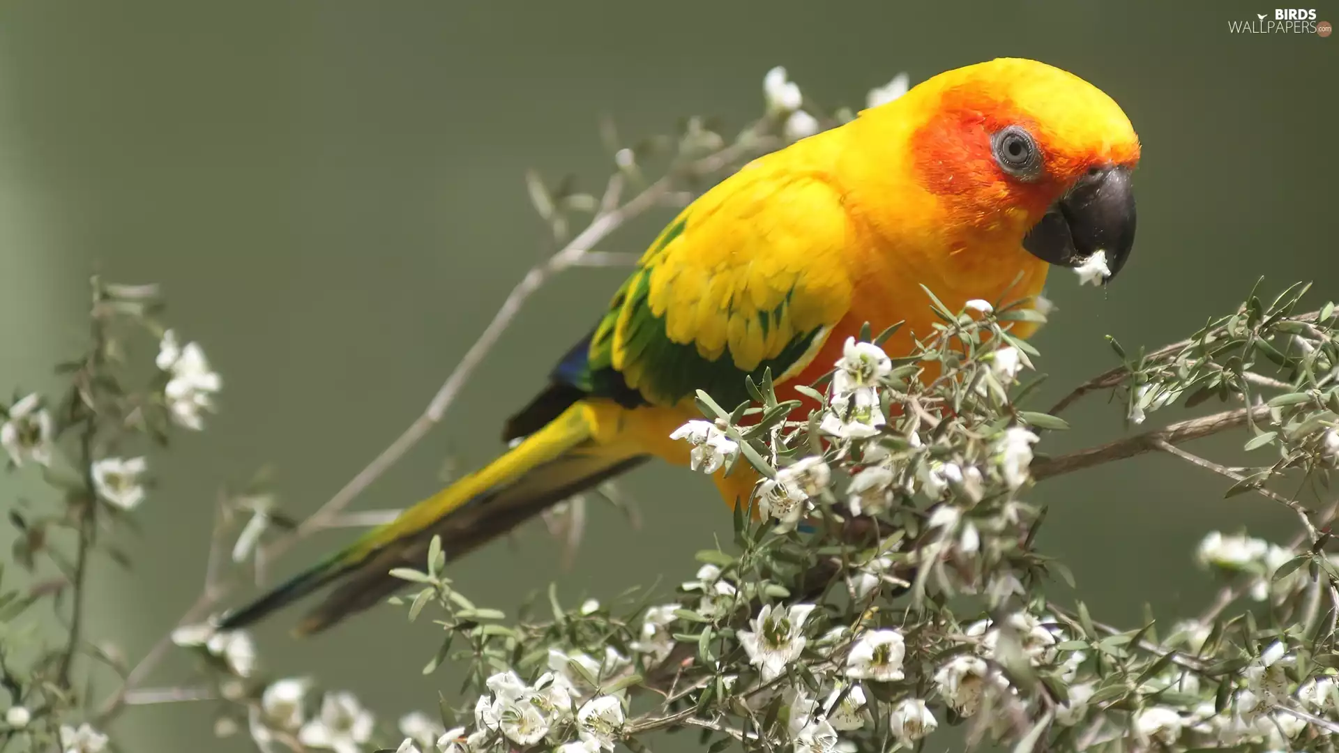 Yellow Honda, flower, Bush, parrot