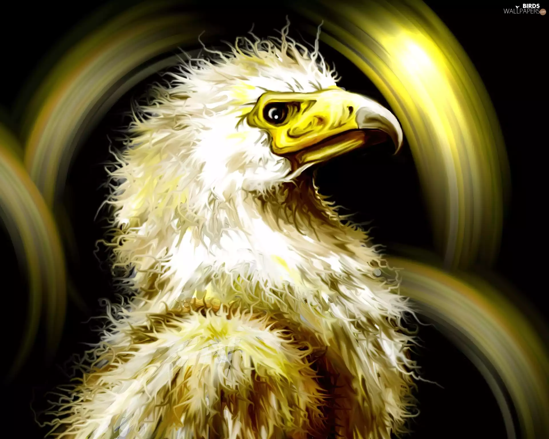 graphics, eagle, Yellow Honda