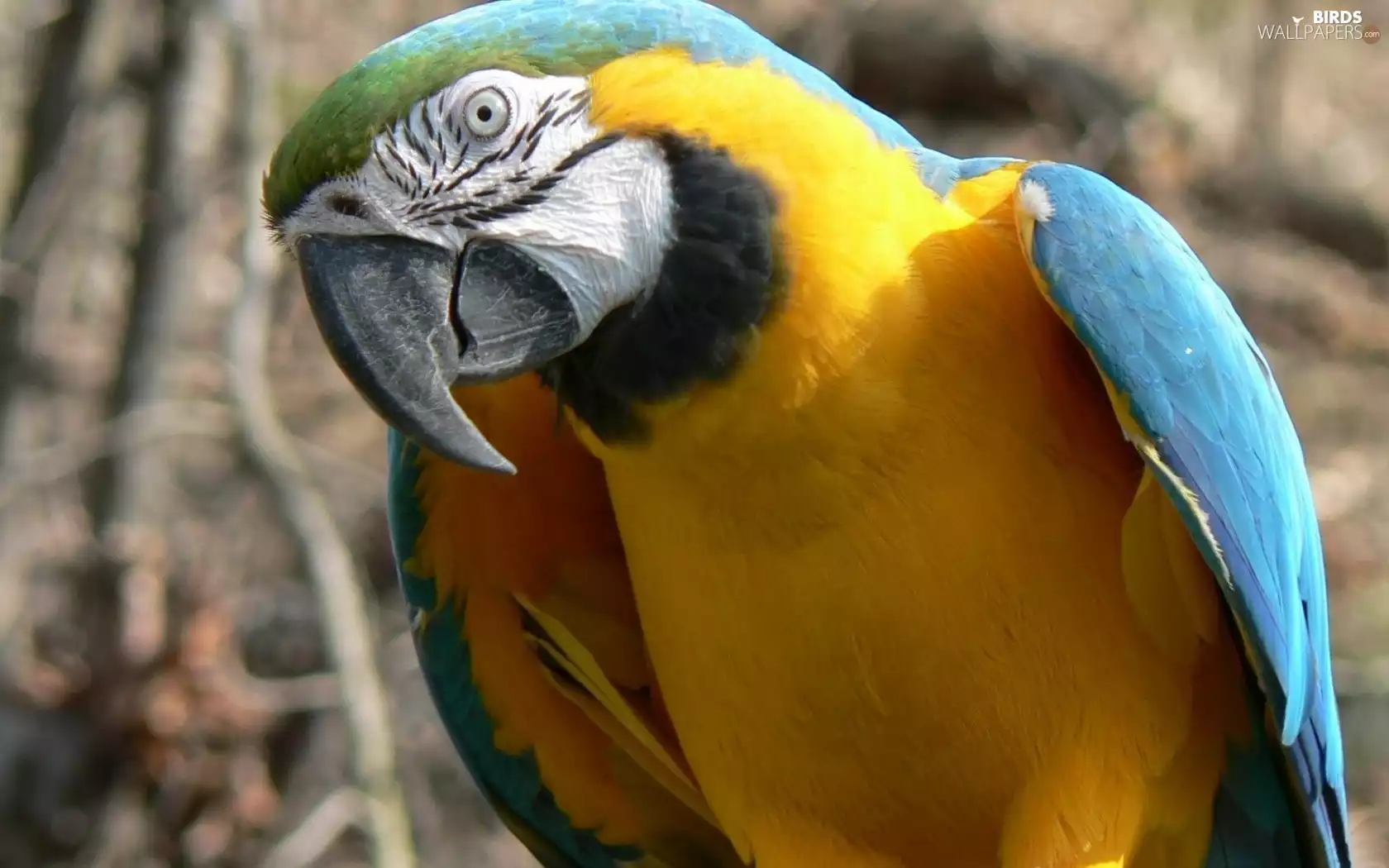 parrot, blue, Yellow Honda