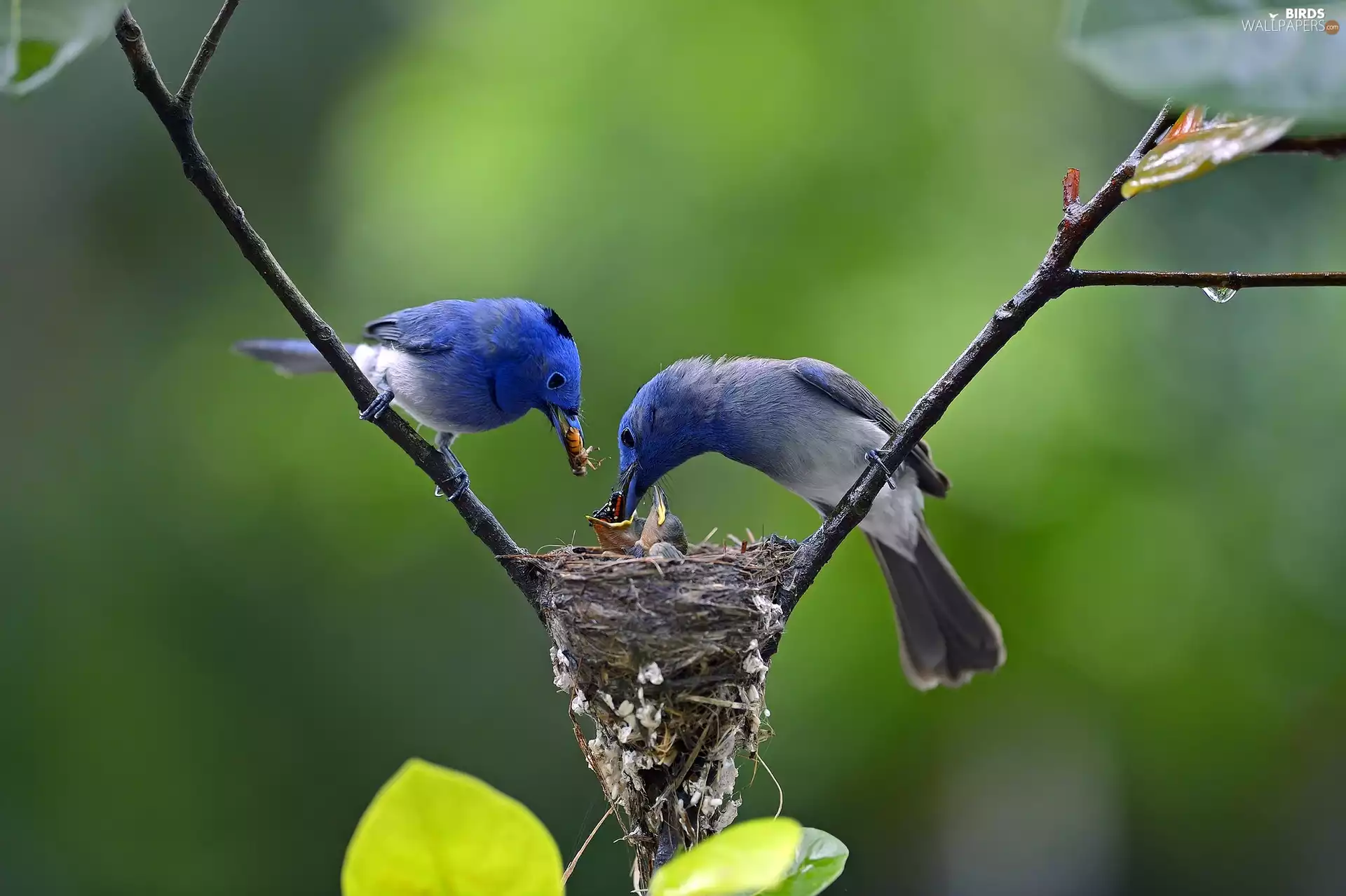 Honeycreeper, birds, nest