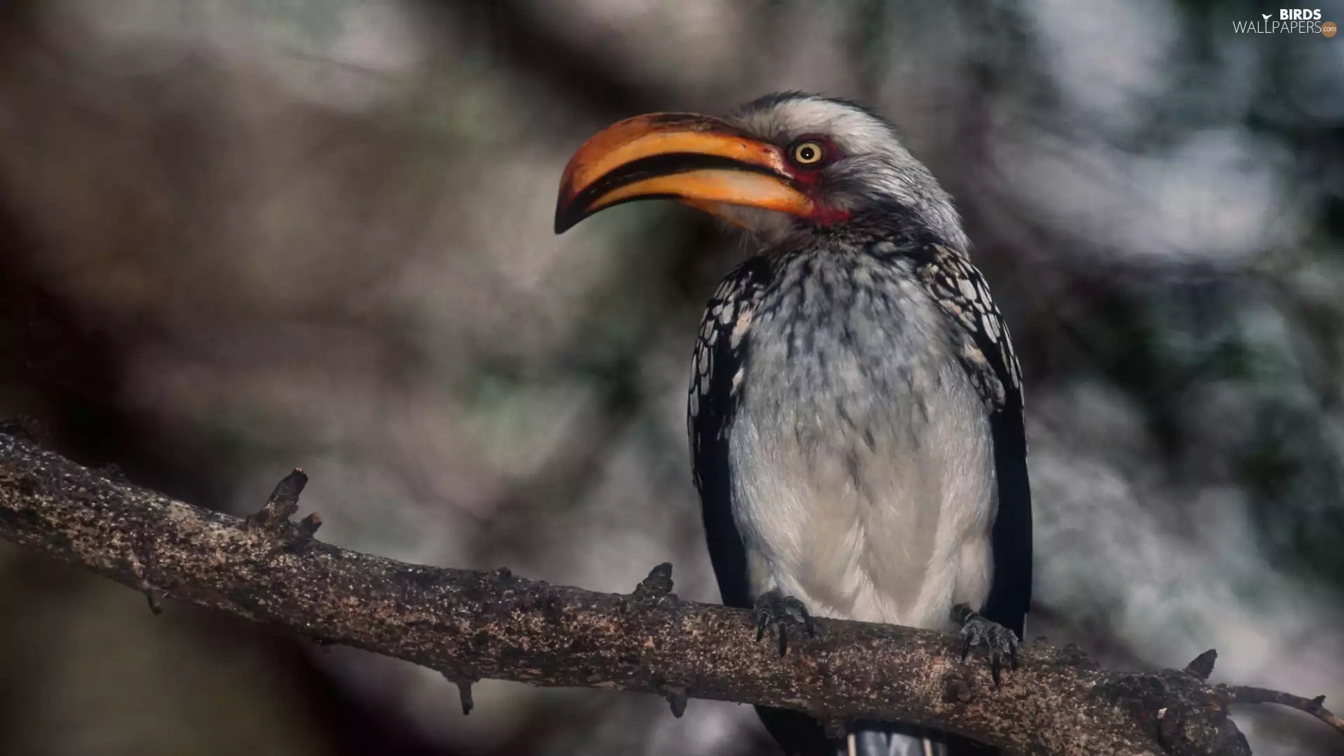 hornbill, branch