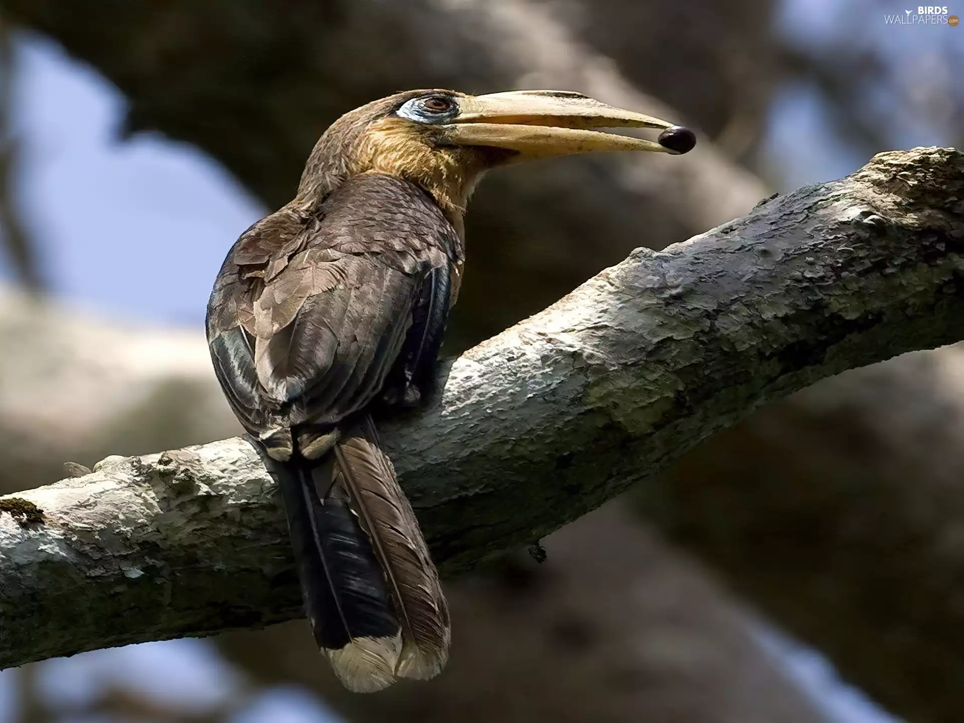 hornbill, large