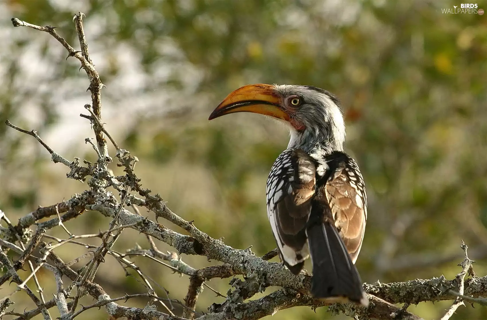 hornbill, branch pics