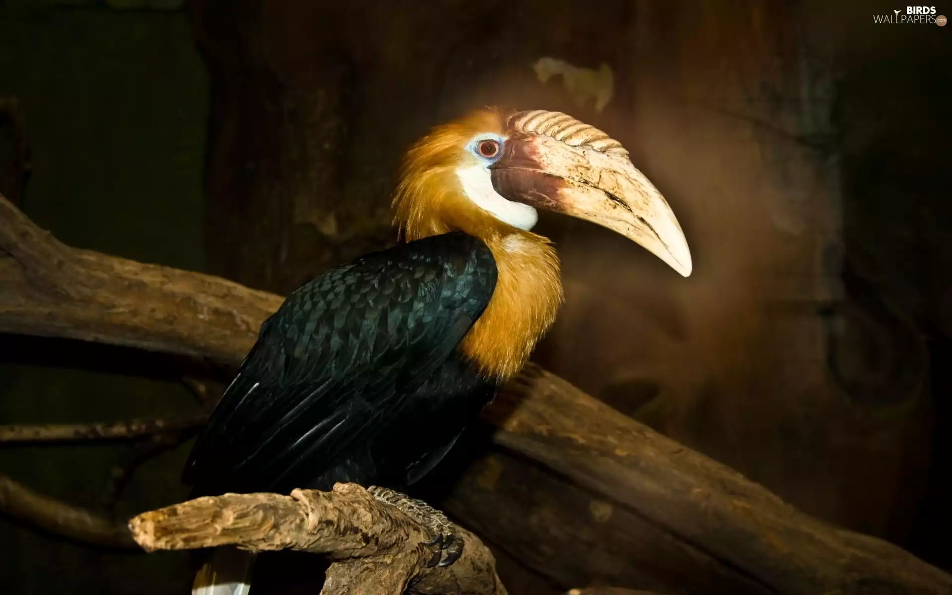 hornbill