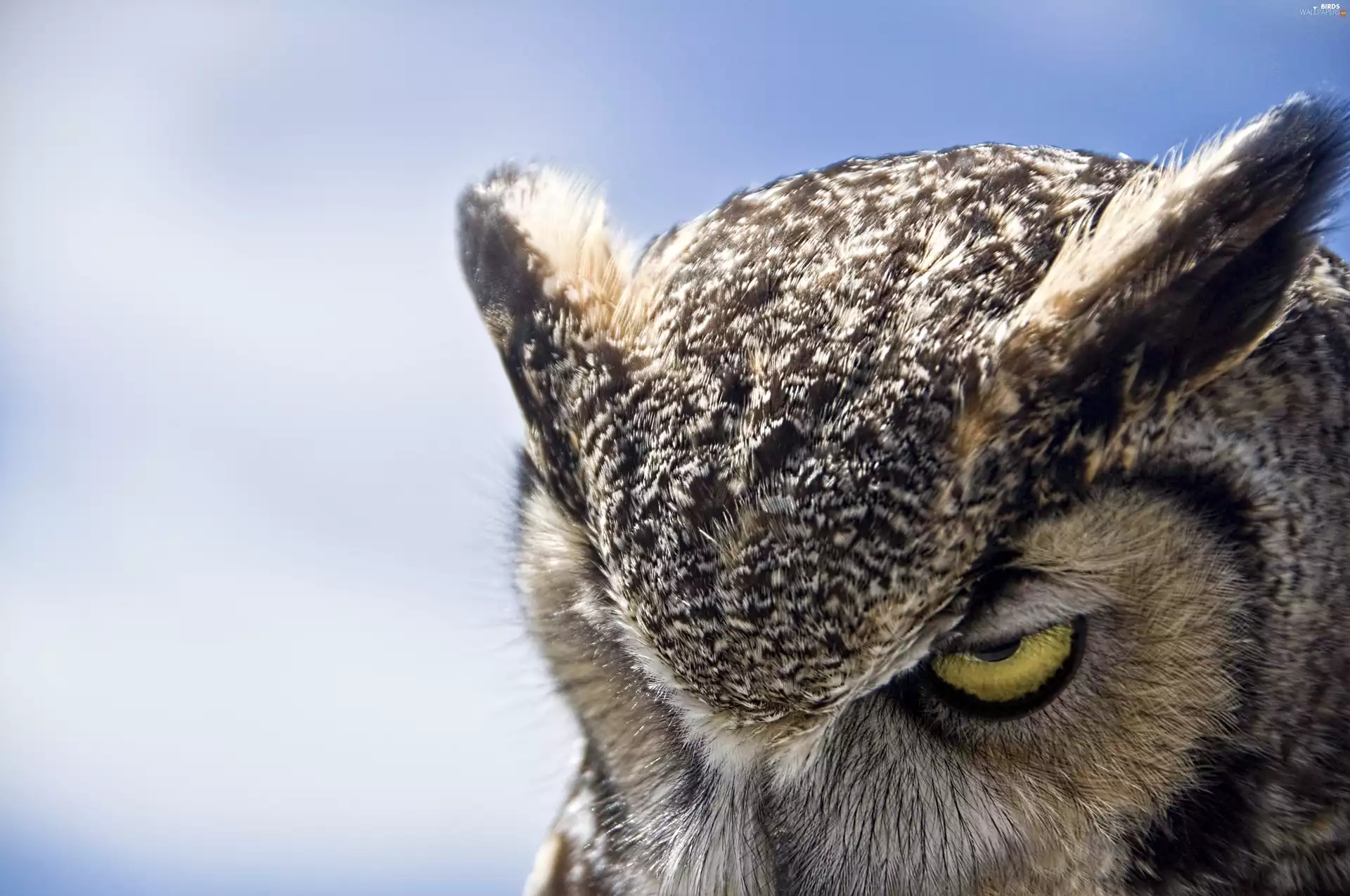 threatening, owl, Great Horned Owl, The look
