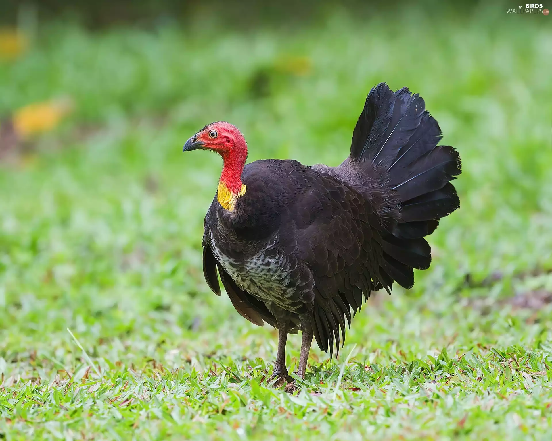Black, feather, red hot, Head, Nogal Brown