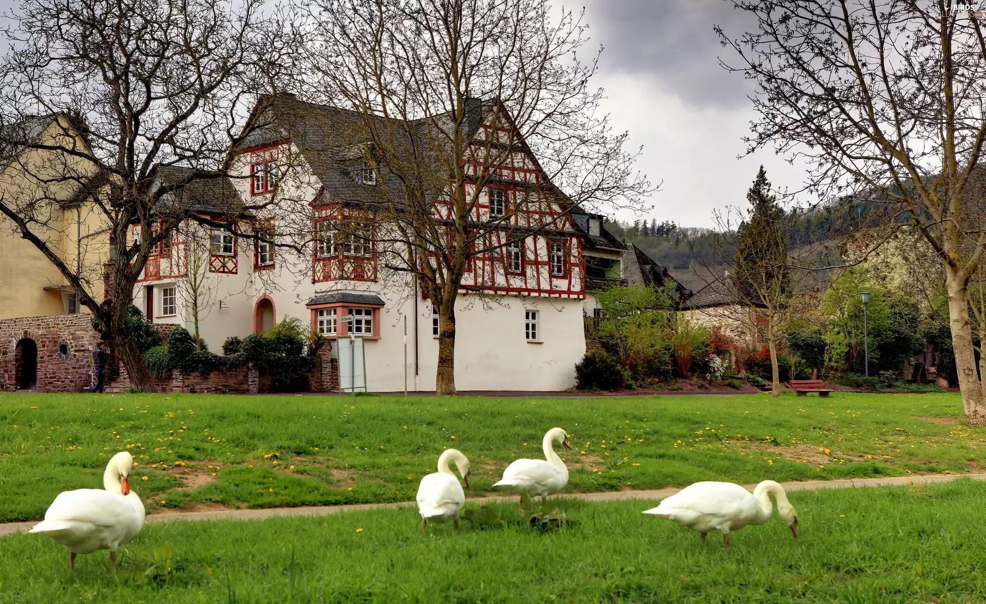 house, Swans