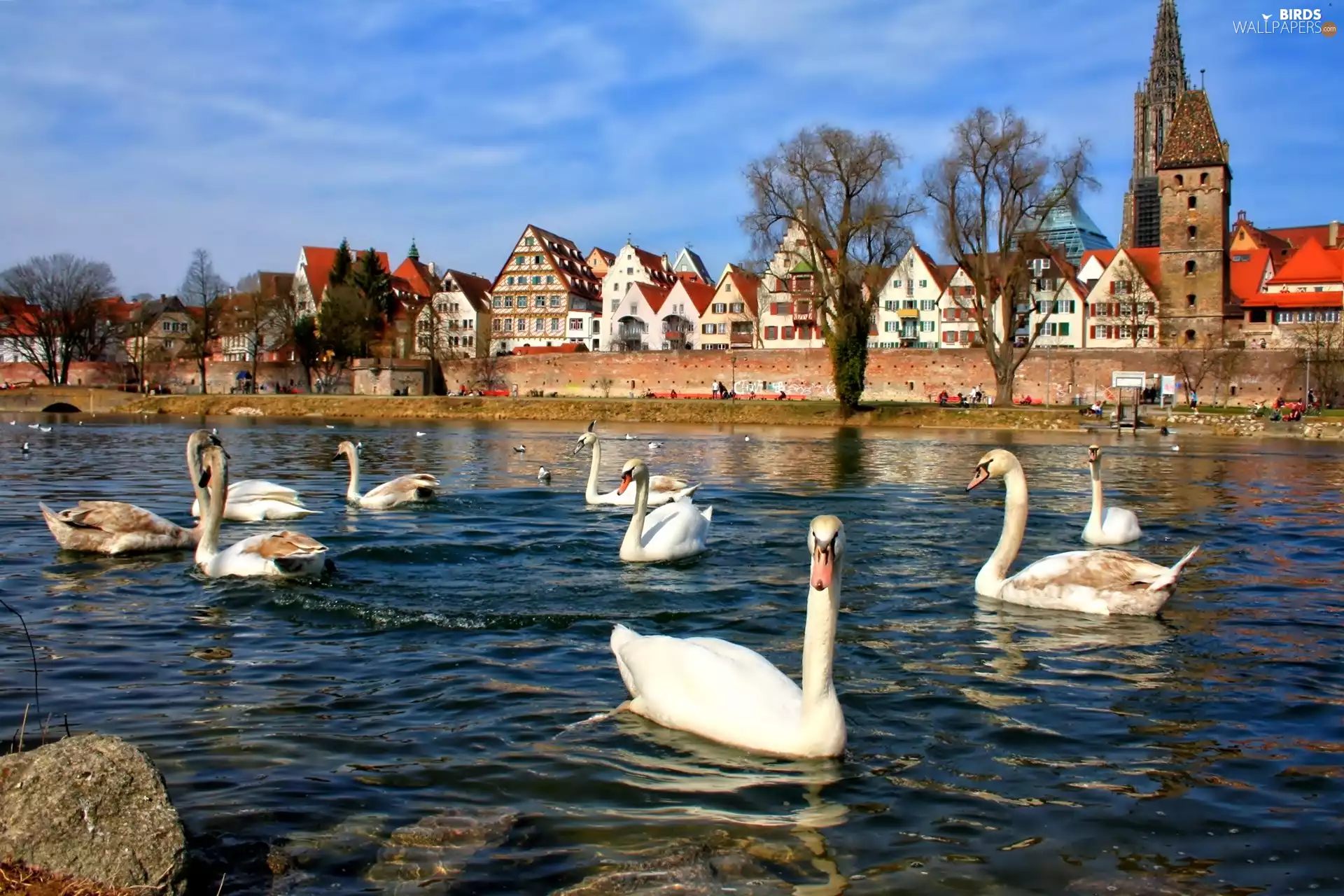 Houses, River, Swan