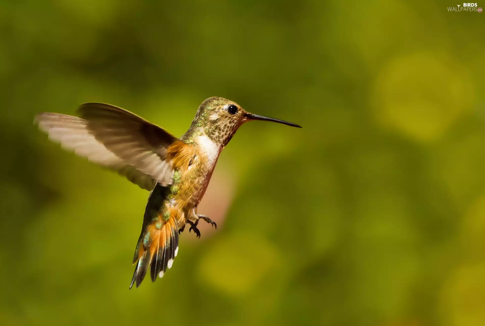 humming-bird, background